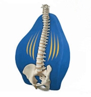 Full Lumbar Support Cushion TC-BC04